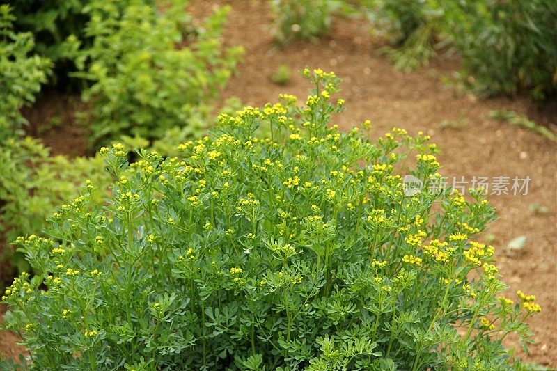 治疗草药 - 鲁塔雕刻